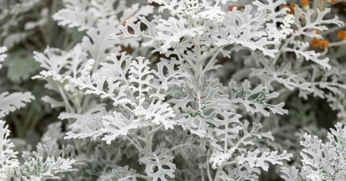 How To Grow And Care For Dusty Miller In The Garden