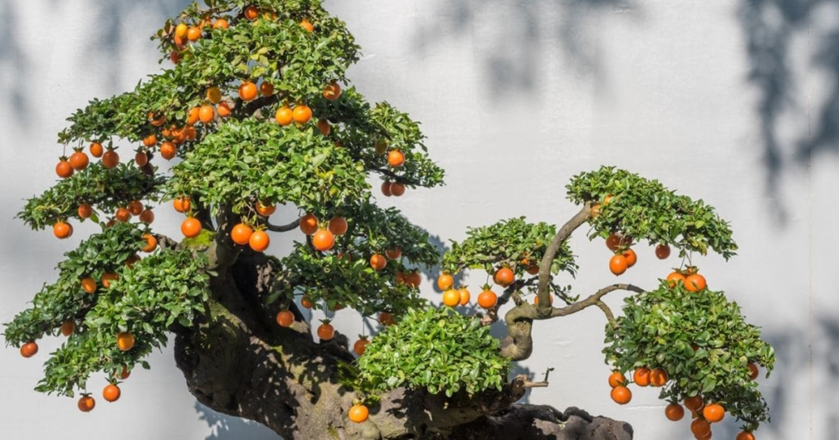 Growing Fruit Trees As Bonsai: Learn About Bonsai Fruit Tree Care