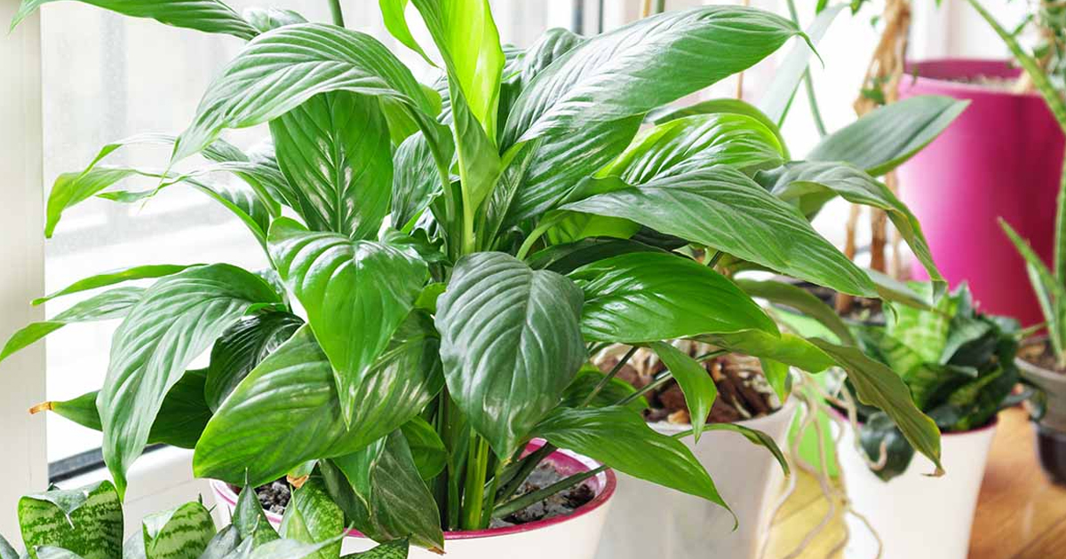 Care Of Peace Lilies As Houseplants