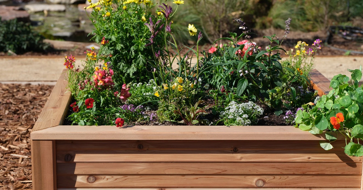 Cedar Raised Garden Bed Benefits: Which Cedar To Use And Where To Start