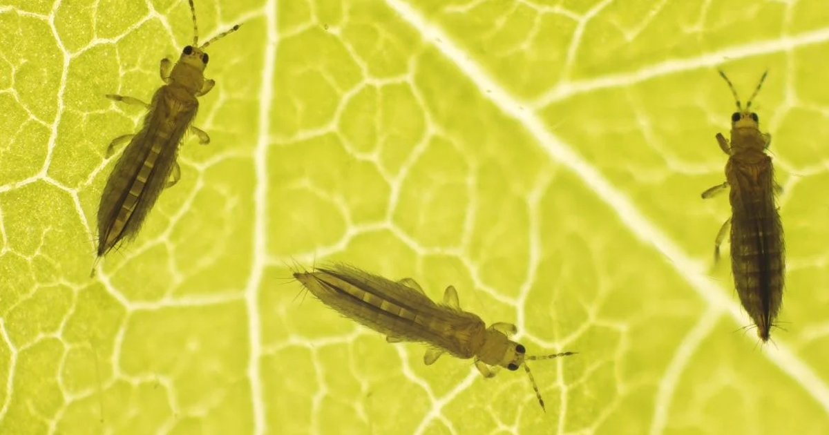 Controlling Thrips – How To Get Rid Of Thrips
