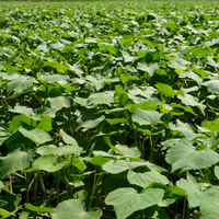 Cover-Crop-Planting