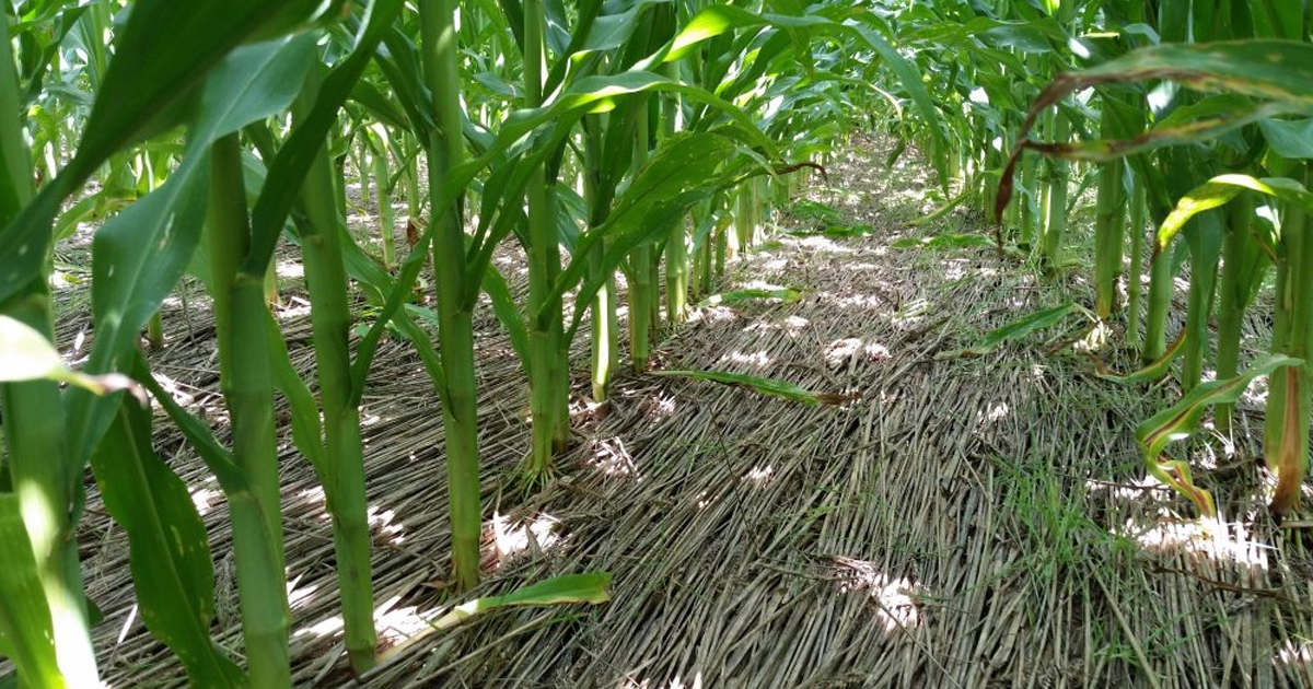 Cover Crops For Weed Control: When To Plant Cover Crops To Suppress Weeds