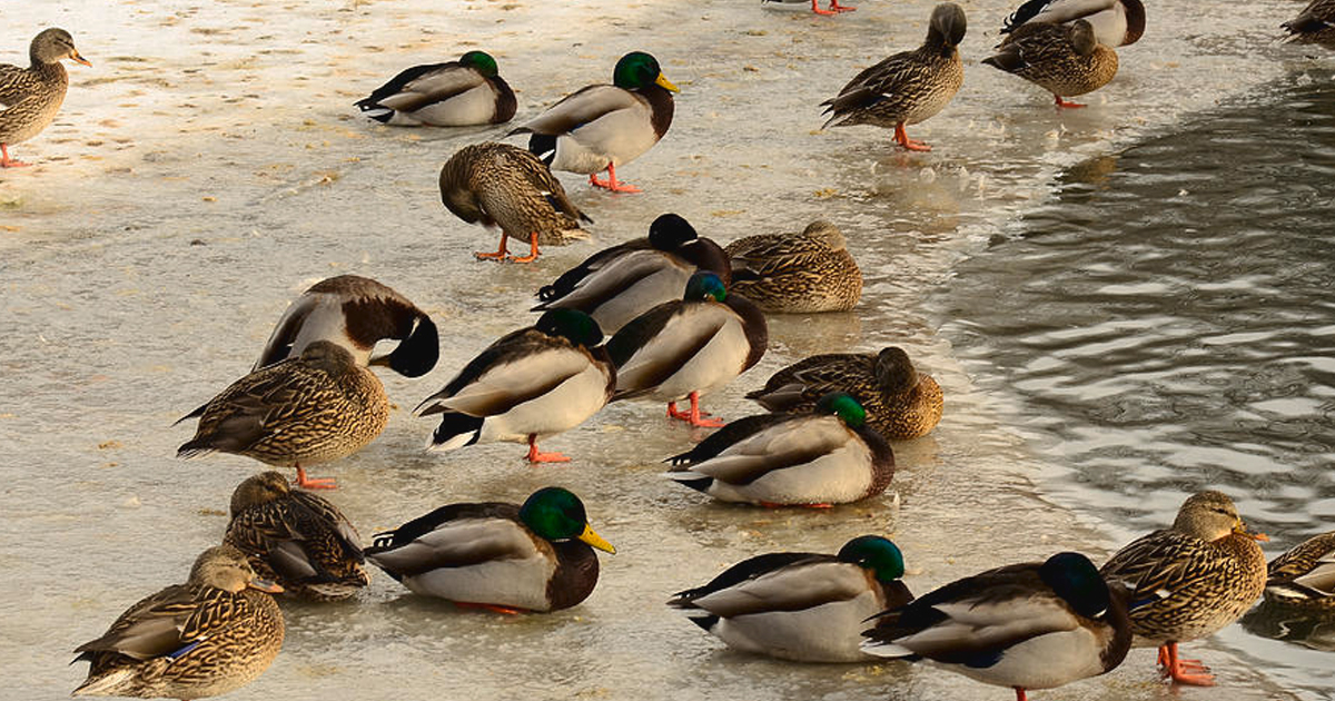 Getting Ducks To Visit Ponds – How To Attract Ducks To Your Garden