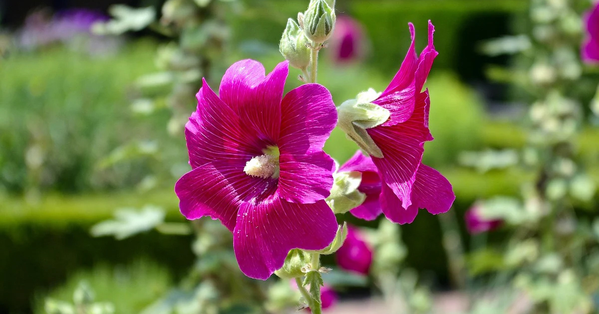 Hollyhock Flower Removal: Do Hollyhocks Need To Be Deadheaded