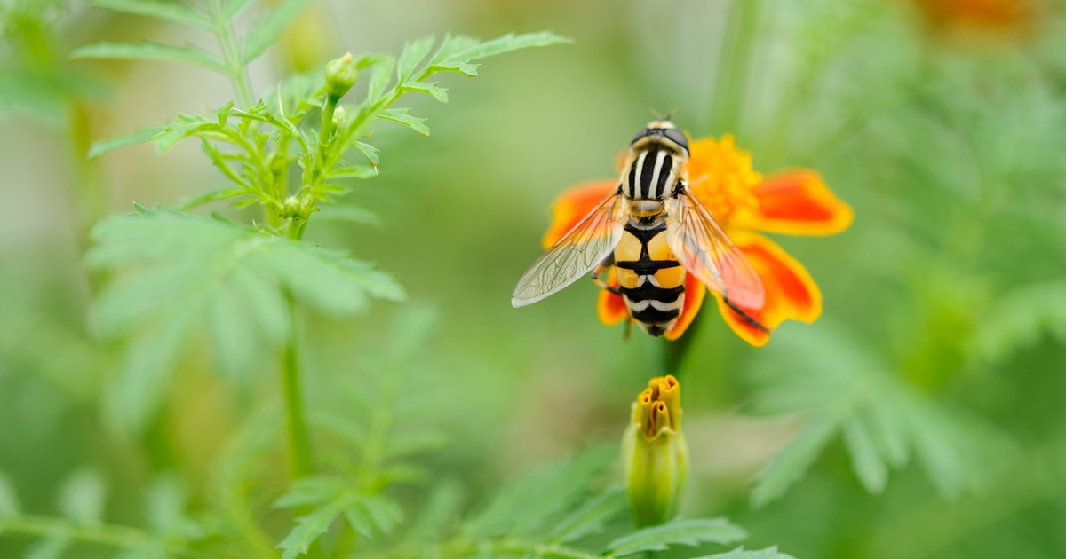 Hover Fly Information: Plants That Attract Hover Flies To The Garden