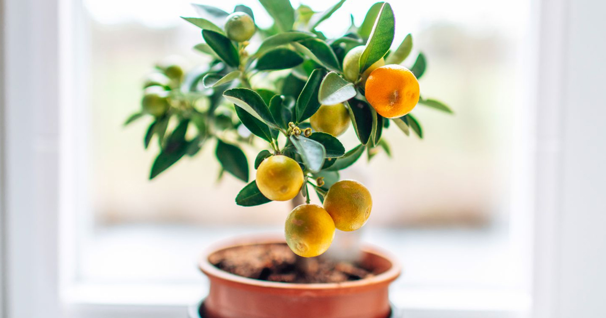 How To Grow An Indoor Lemon Tree