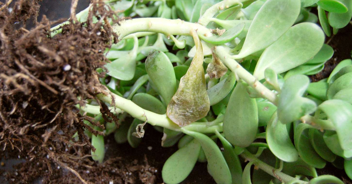 How To Prevent, Identify & Treat Root Rot In Houseplants