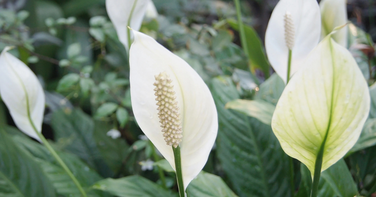 How To Prune A Peace Lily For Better Growth