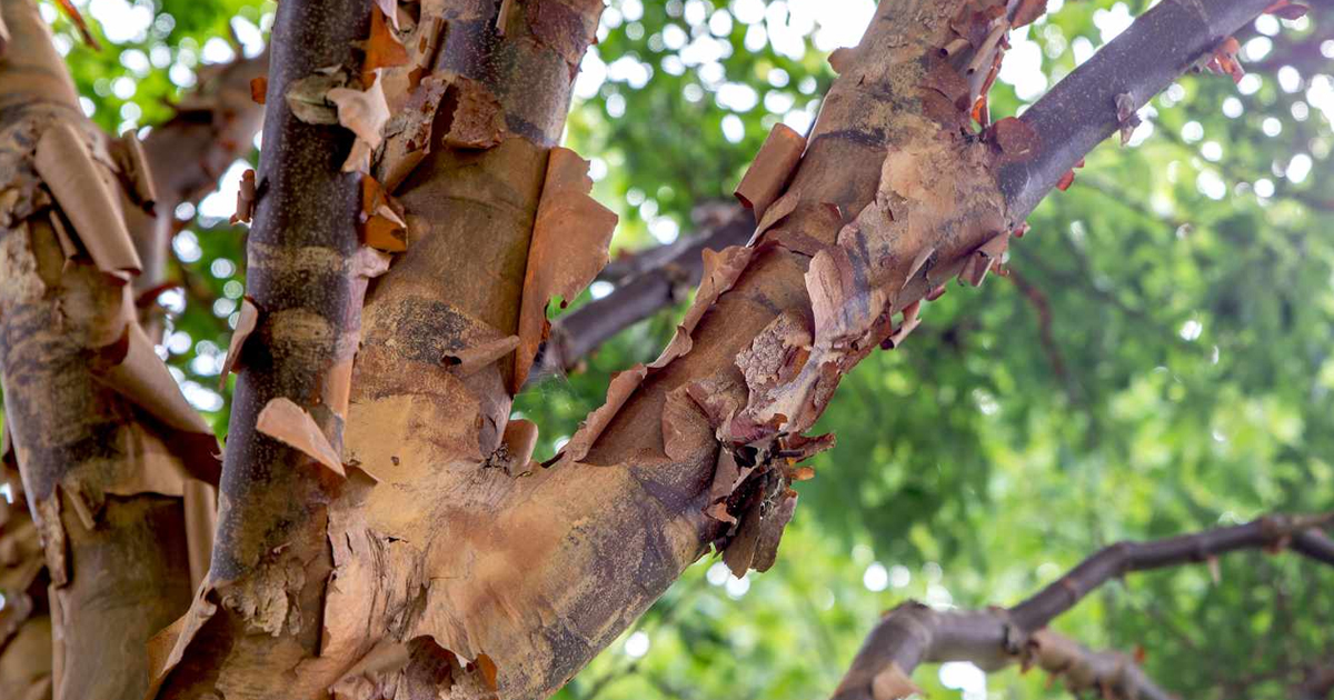 Paperbark Maple Facts – Learn About Planting A Paperbark Maple Tree