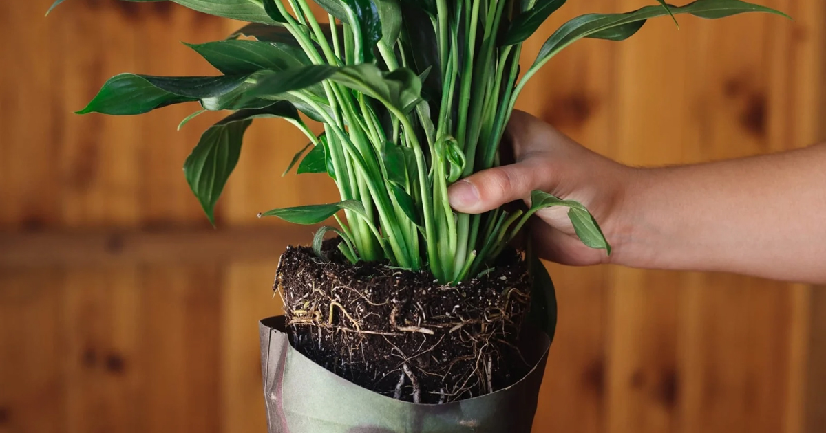 Peace Lily Propagation: Learn About Peace Lily Plant Division