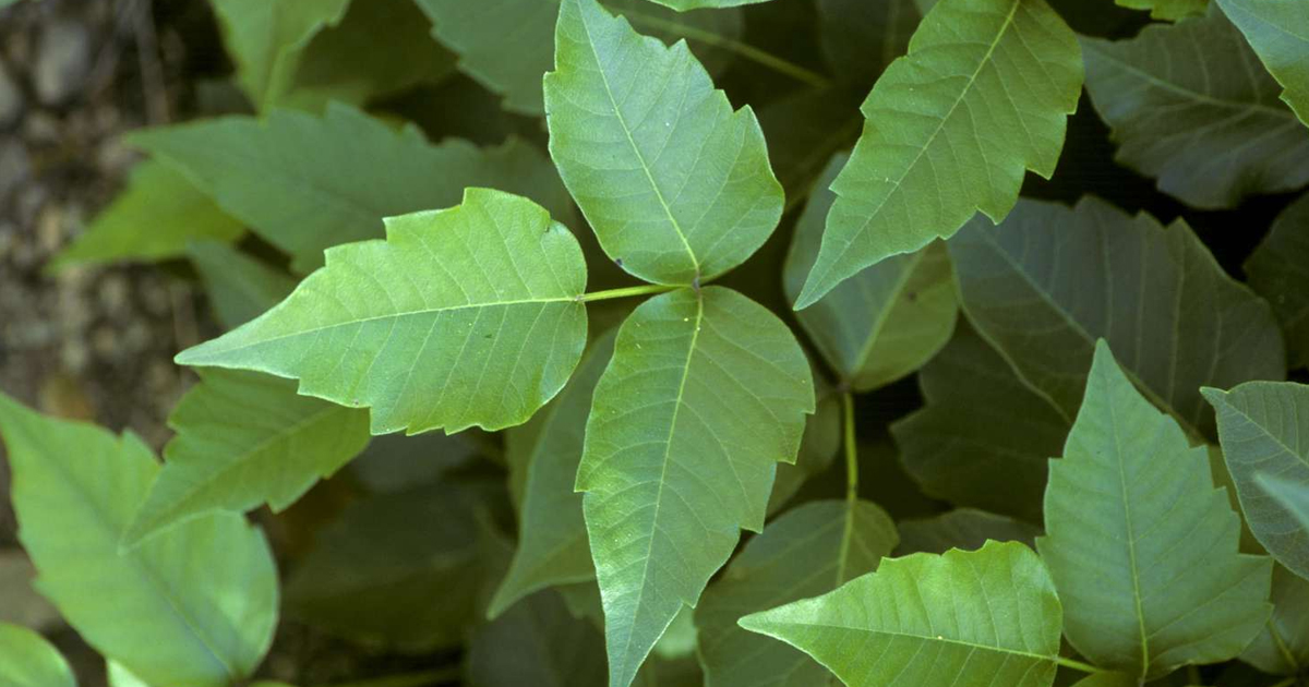 Poison Ivy Control: How To Get Rid Of Poison Ivy
