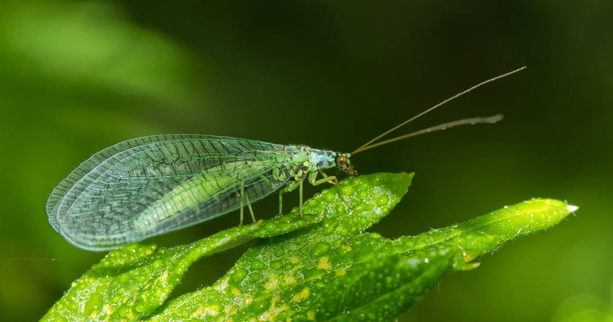 What Are Green Lacewings: Tips On Using Lacewings For Insect Control