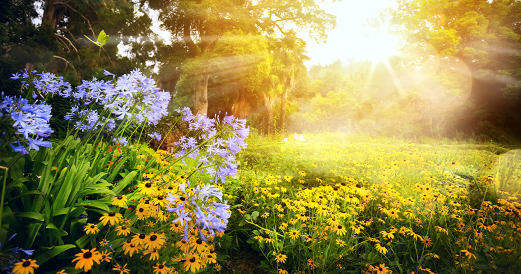 What Is Full Sun And Tips For Full Sun Landscaping