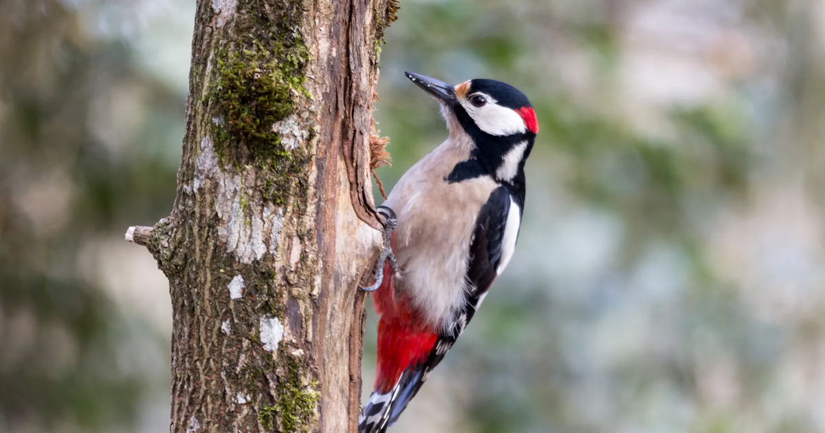 Woodpeckers In The Garden – How To Attract Woodpeckers