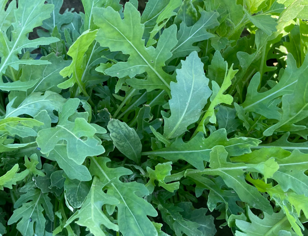 Arugula