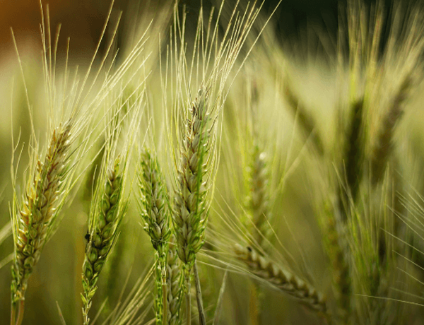 Barley
