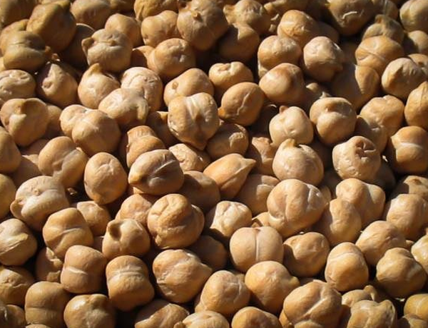 Bean,-Garbanzo