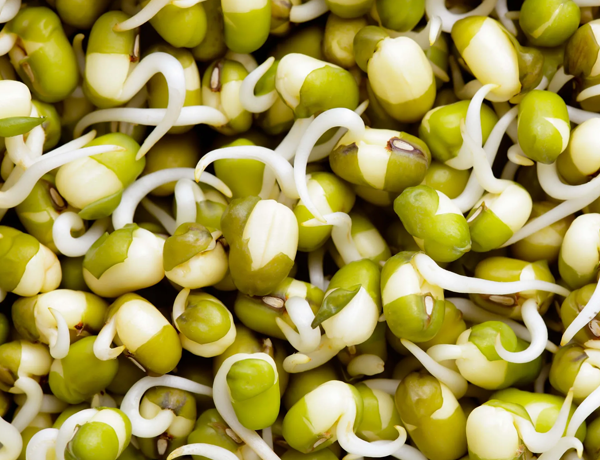 Bean,-Mung