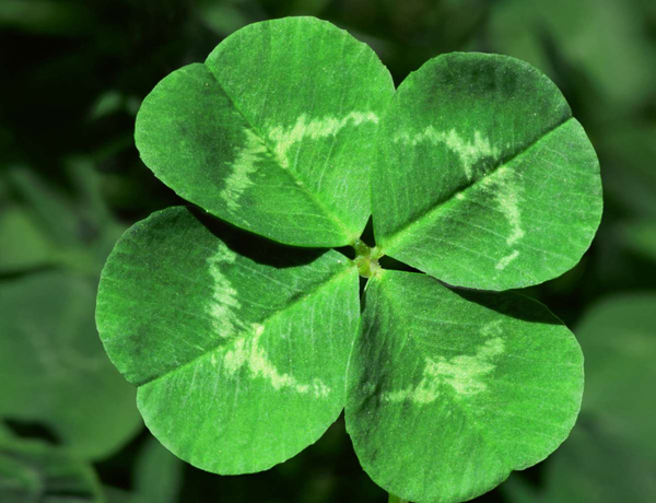 Clover