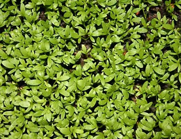 Cress