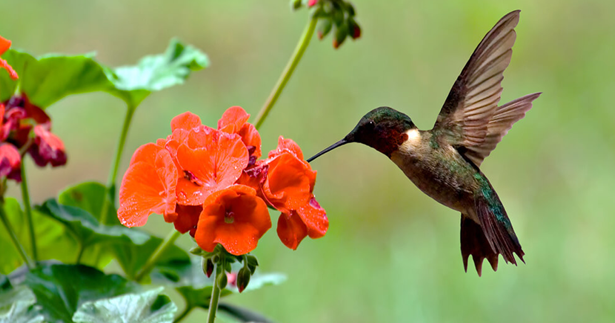 Hummingbird Garden Ideas: Best Flowers For Attracting Hummingbirds