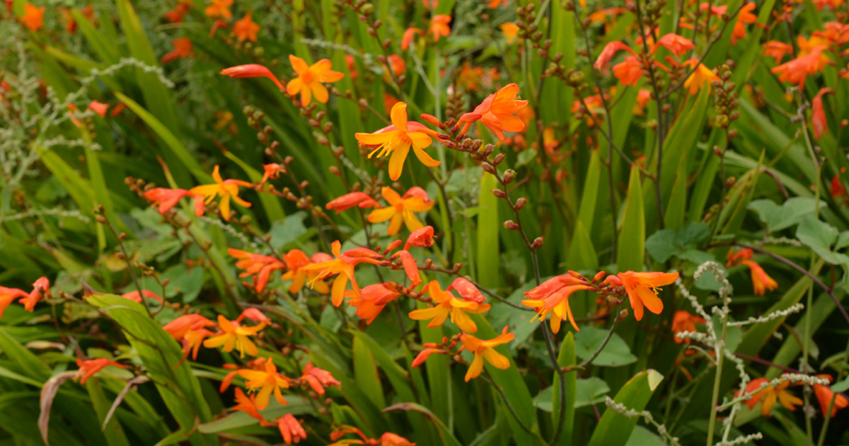 Identifying Invasive Plants – How To Spot Invasive Plants In The Garden