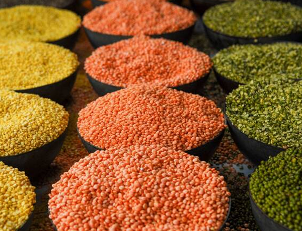 Lentil