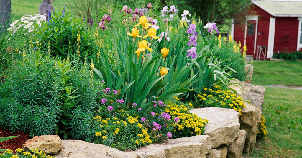 Perennial Garden Plants: What Is A Perennial
