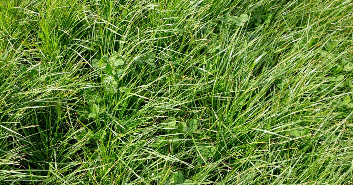 Perennial Ryegrass Information: Learn About Perennial Ryegrass Uses And Care