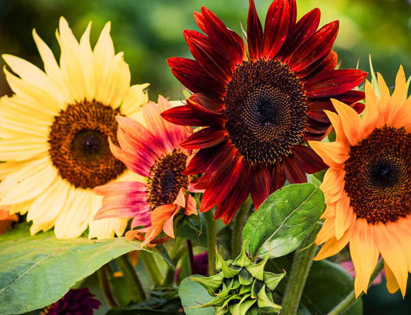 Sunflower