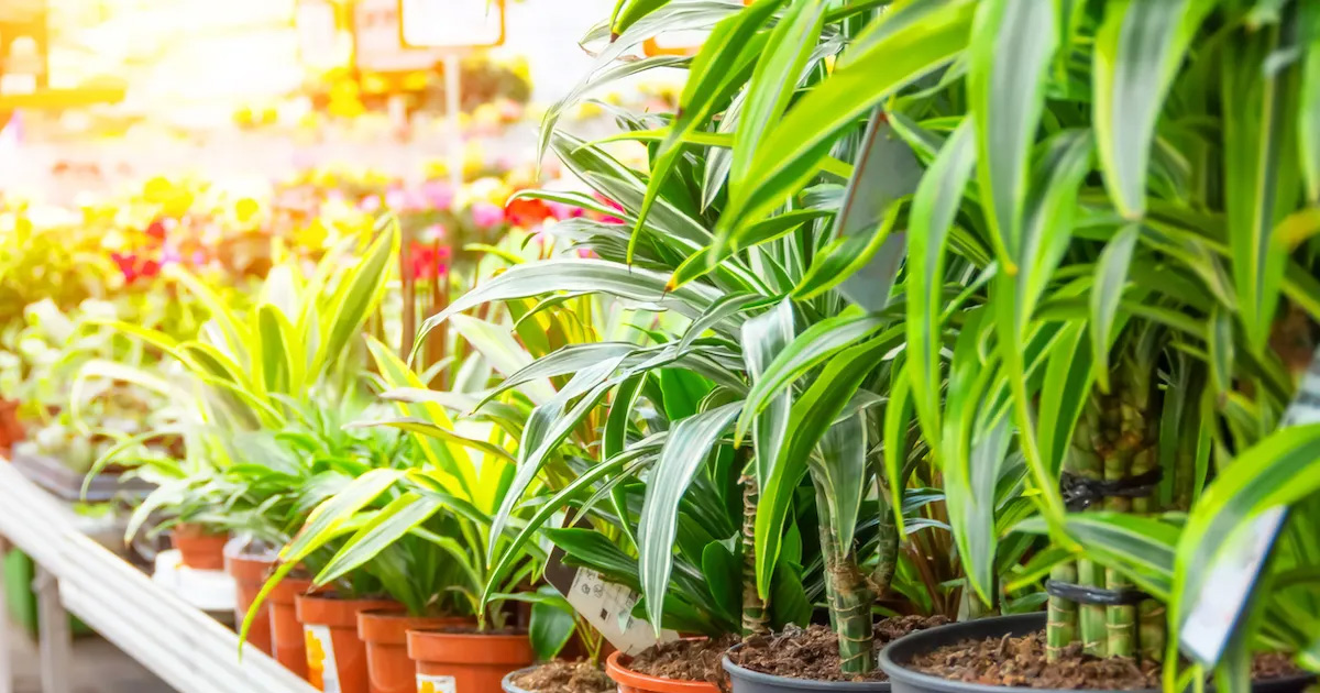 Types Of Dracaena: Learn About Different Dracaena Plants