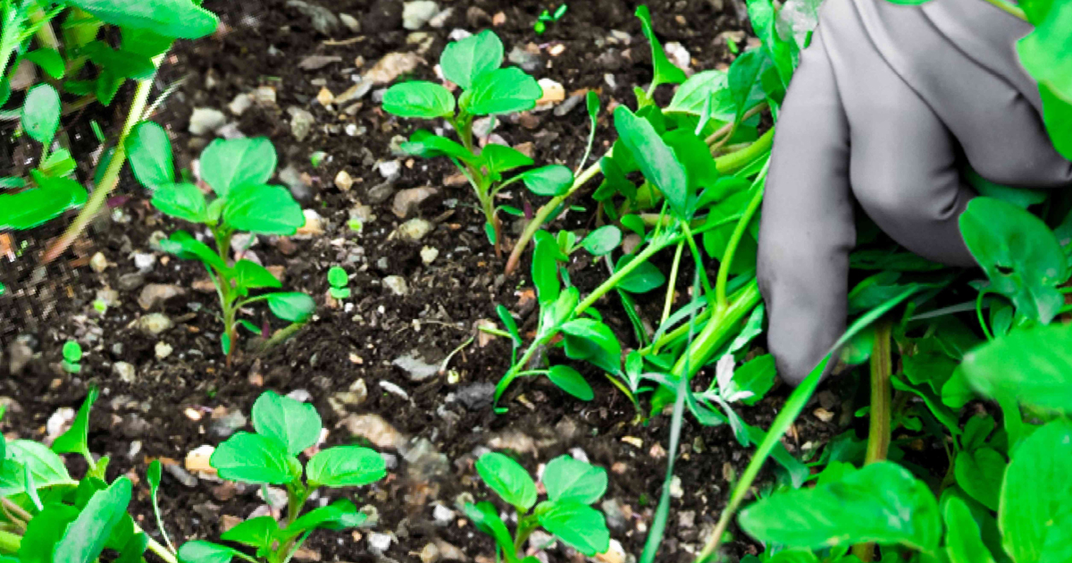What Is An Organic Herbicide: Using Organic Herbicides For Weeds In Lawns And Gardens