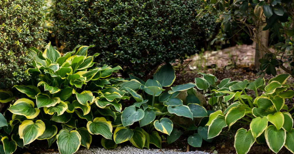 18 Colorful Hostas