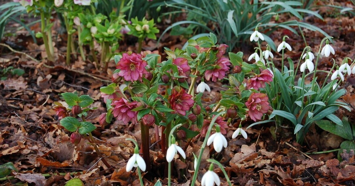 Companions For Hellebores – Learn What To Plant With Hellebores