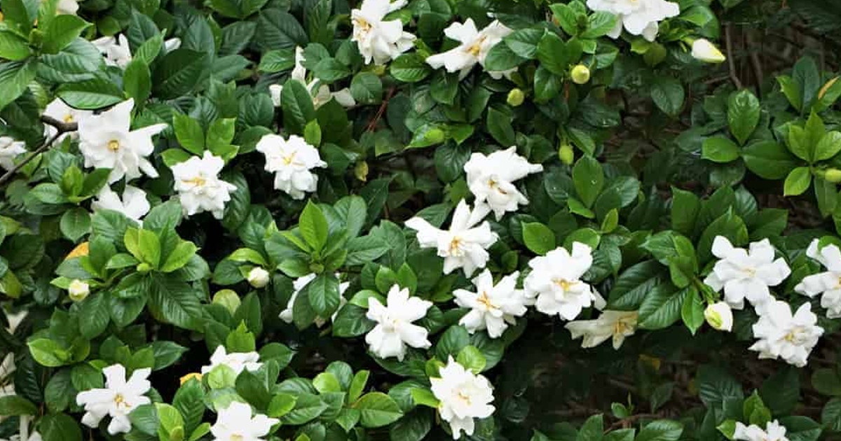 How To Care For Your Gardenia Plant