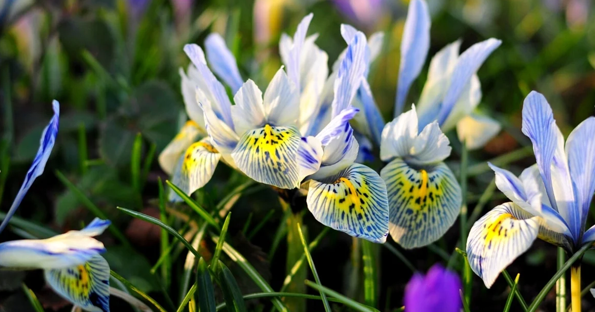 When To Plant Iris Bulbs By Variety