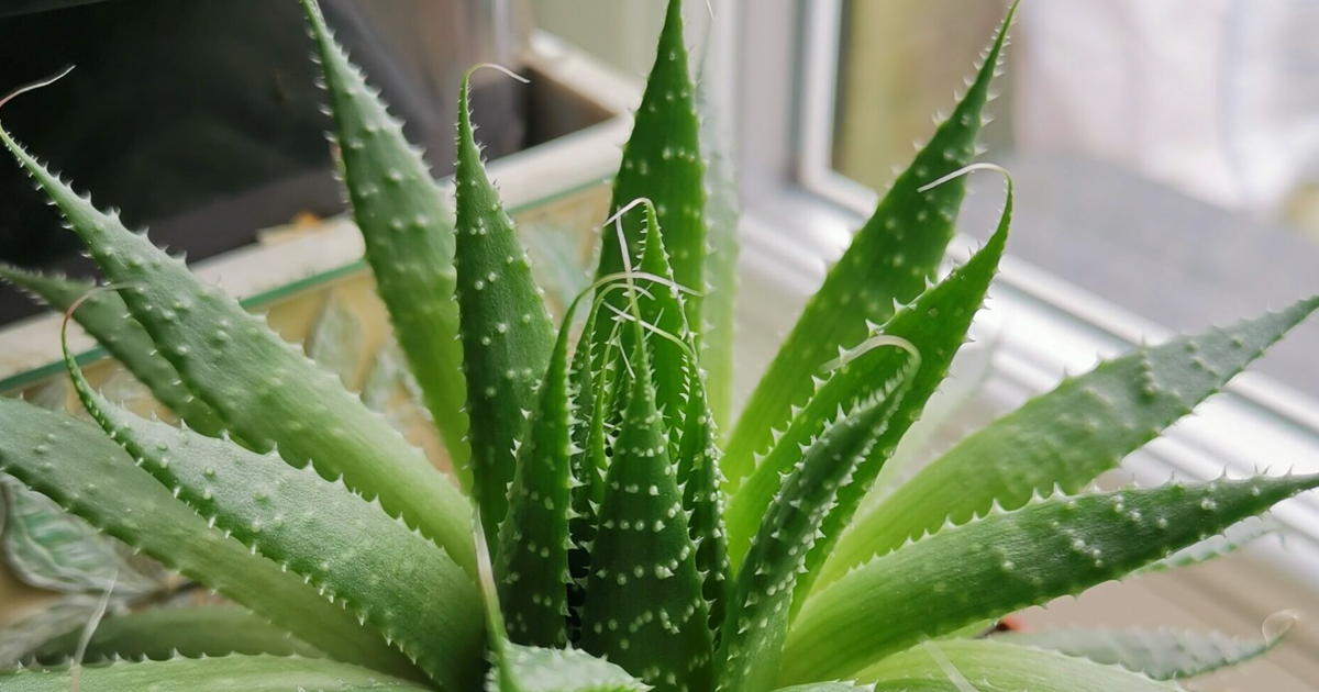 Aloe Plant Drooping: 7 Common Causes & How To Fix Them