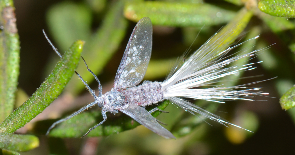 Insect Paradise How To Manage Insect Pests On Bird Of Paradise