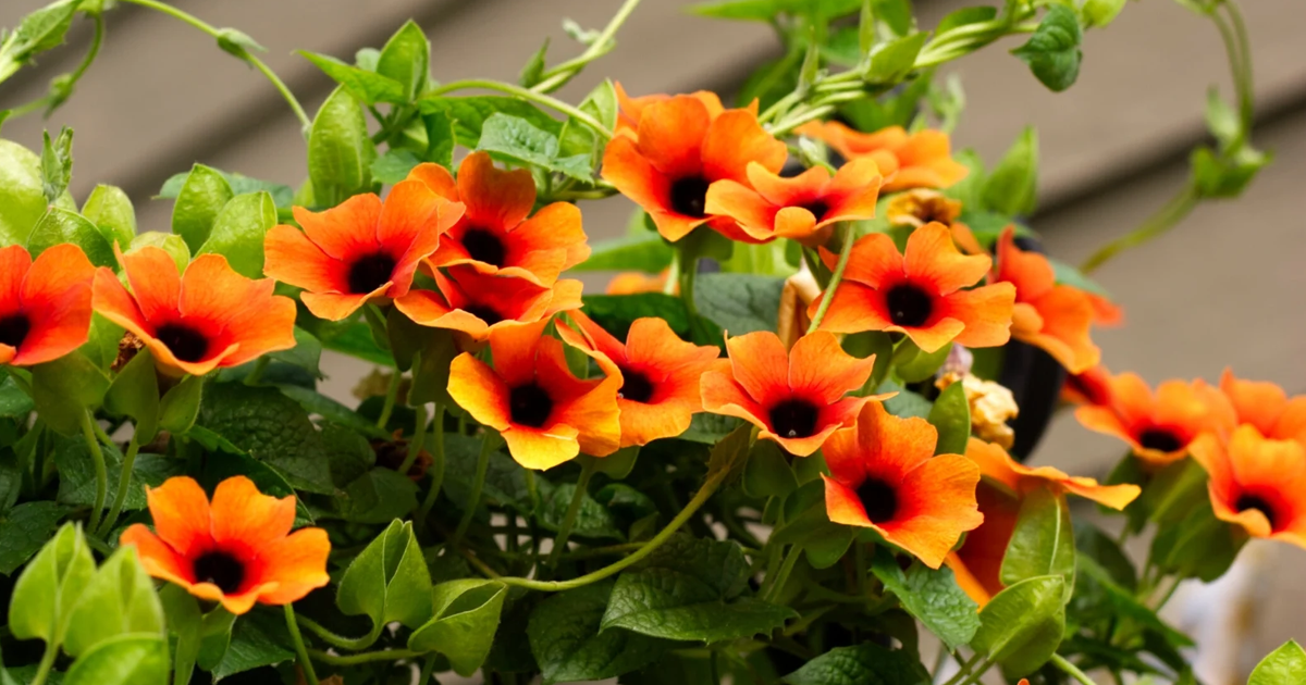 Black Eyed Susan Vine Care – Tips For Growing A Black Eyed Susan Vine