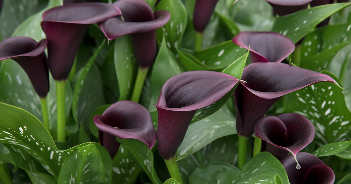 Growing Calla Lilies – Calla Lily Care Guide