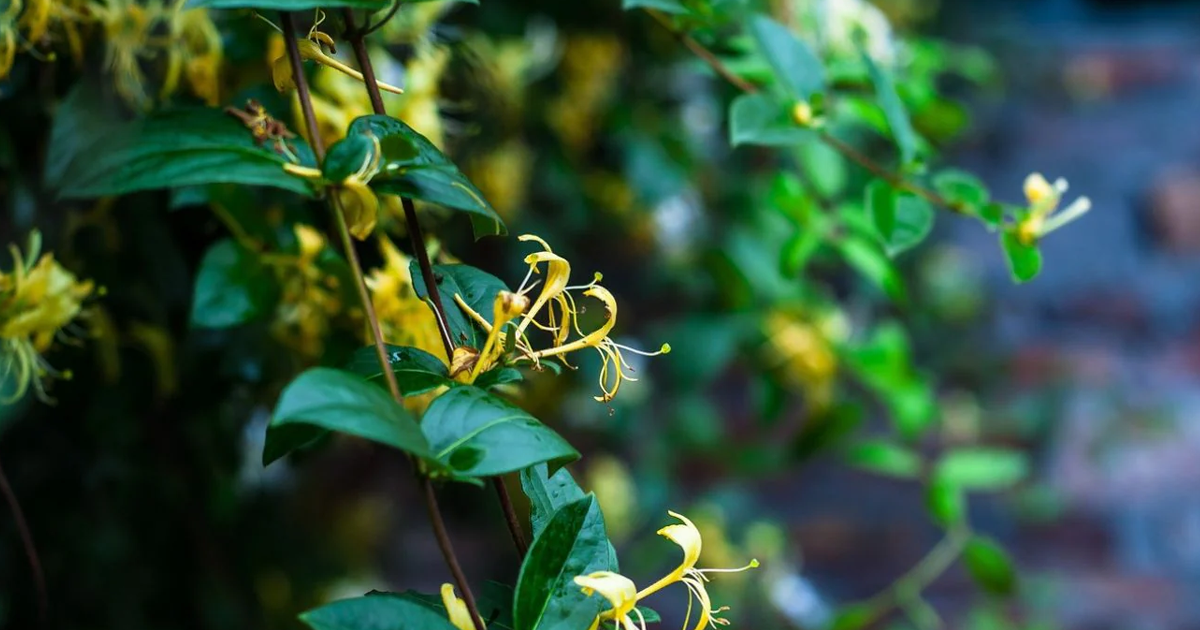 Pruning Honeysuckle The Right Way – Complete How To Guide