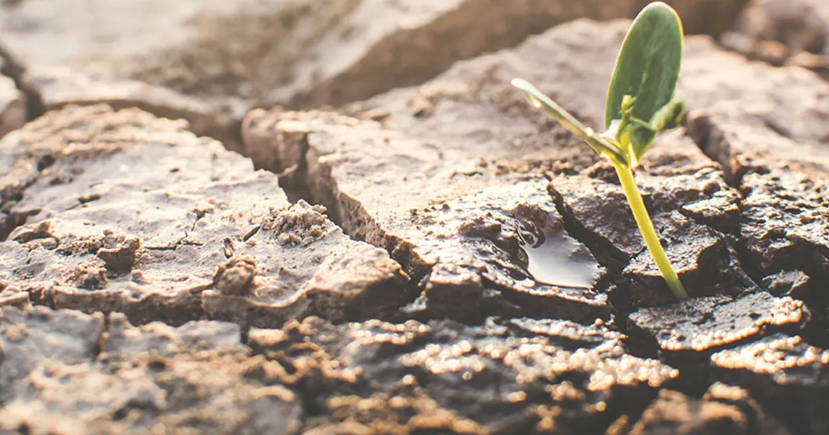 6 Remedies To Save Heat-Stressed Plants – Your Essential Summer Survival Guide