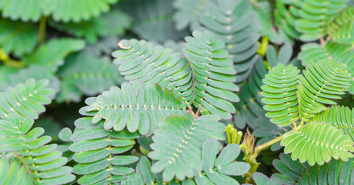 Tickle Me Houseplant – How To Make A Tickle Me Plant Grow