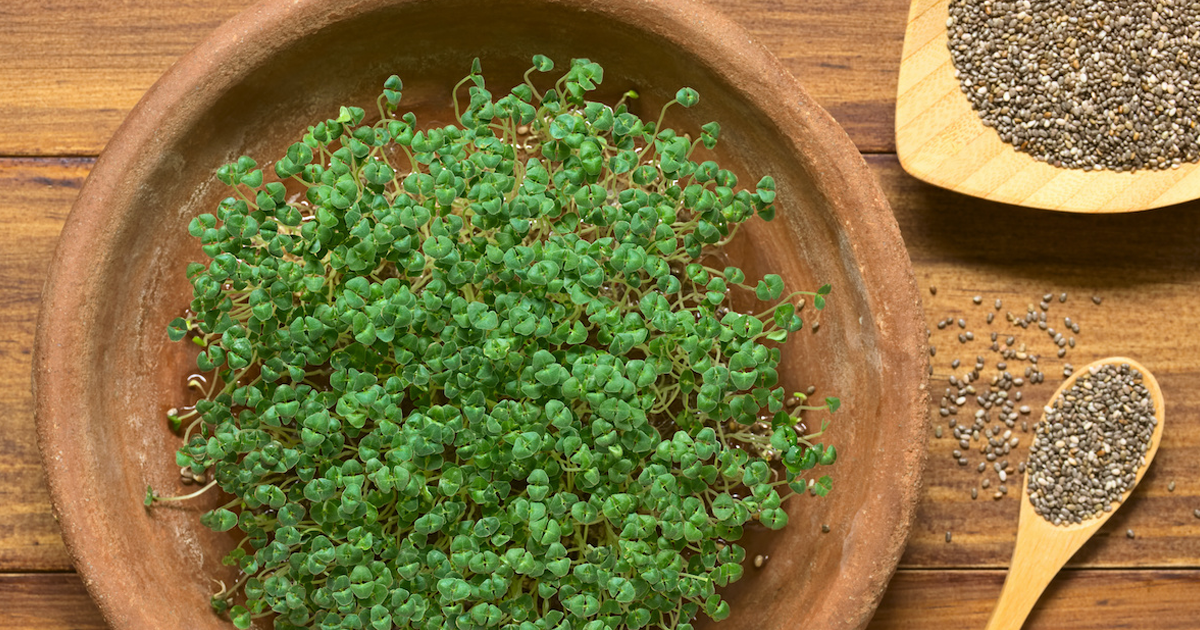 How To Harvest Chia Seeds: Tips For Harvesting This Heart-Healthy Superfood At Home