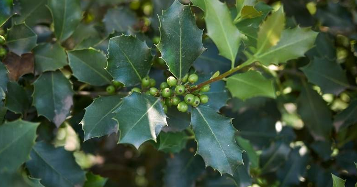 Common Types Of Holly Shrubs: Learn About Different Holly Plant Varieties