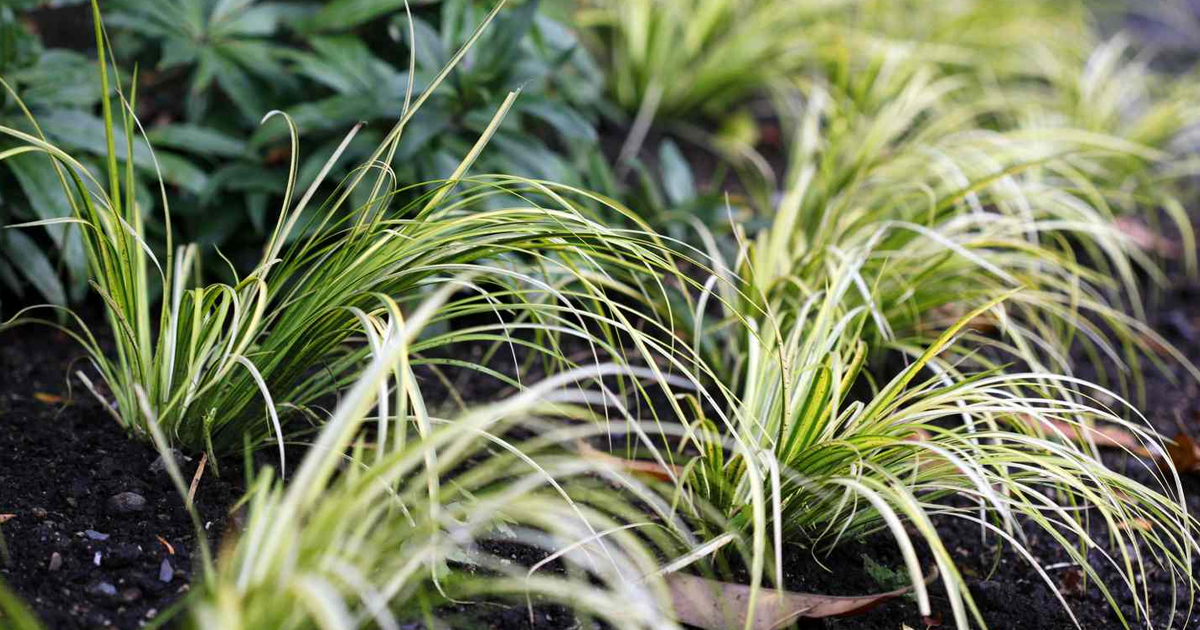 Sweet Flag Care: Tips For Growing Sweet Flag Grass