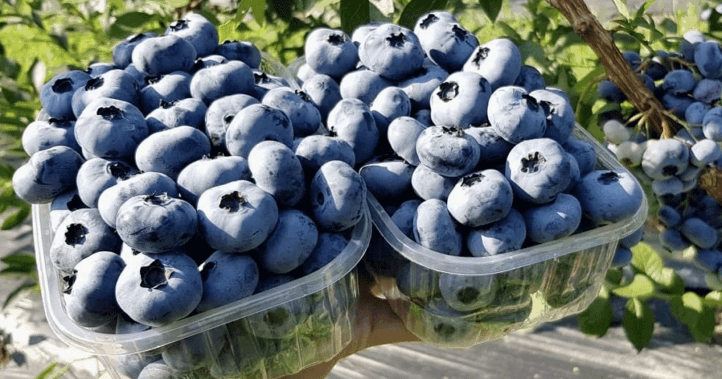 How to Successfully Grow Blueberries in a Greenhouse: A Complete Guide