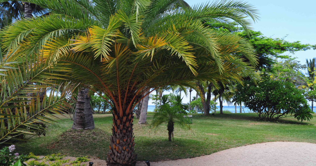 How Long Do Palm Trees Take to Grow? A Complete Growth Guide