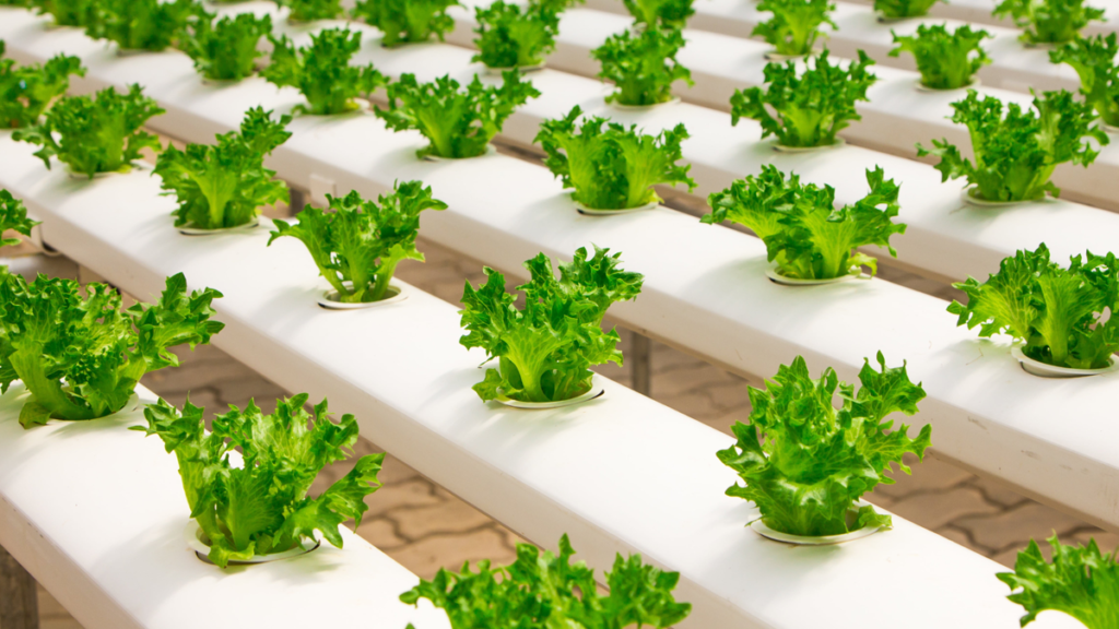 Ohana Gardening & Hydroponics: A Complete Guide to Sustainable and Efficient Gardening